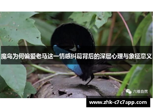 魔鸟为何偏爱老马这一情感纠葛背后的深层心理与象征意义 魔鸟为何偏爱老马这一情感纠葛背后的深层心理与象征意义